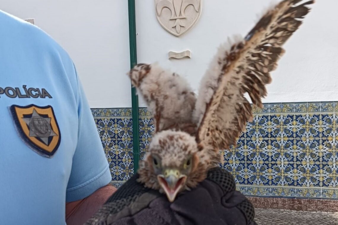 Cria de falcão peneireiro-vulgar resgatada no castelo de Leiria