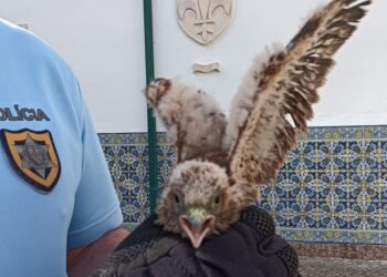 Cria de falcão peneireiro-vulgar resgatada no castelo de Leiria
