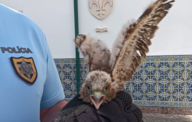 Cria de falcão peneireiro-vulgar resgatada no castelo de Leiria