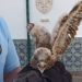 Cria de falcão peneireiro-vulgar resgatada no castelo de Leiria