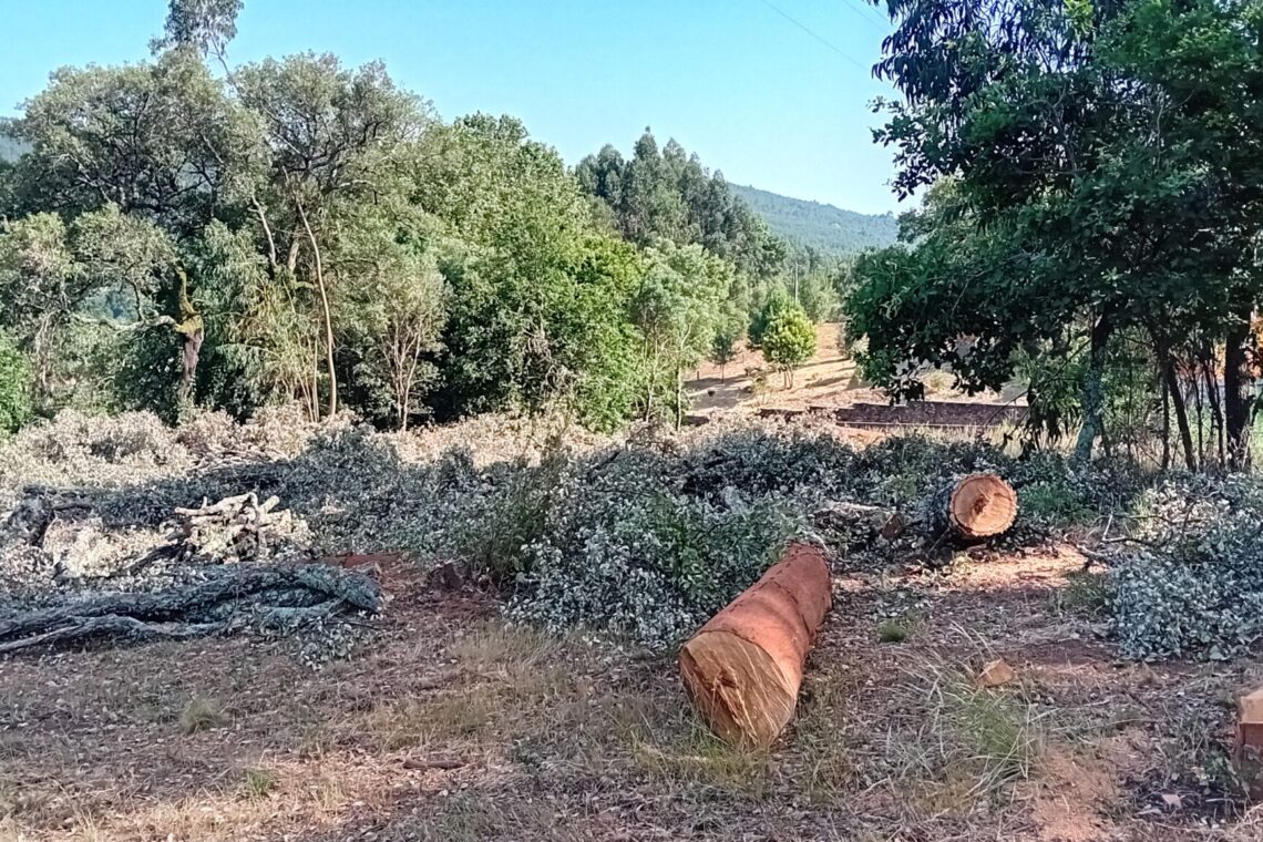 Associação ambientalista denuncia abate de “centenas” de sobreiros no norte do distrito