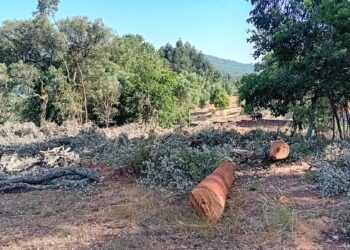 Associação ambientalista denuncia abate de “centenas” de sobreiros no norte do distrito