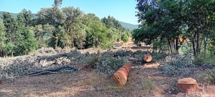 Associação ambientalista denuncia abate de “centenas” de sobreiros no norte do distrito