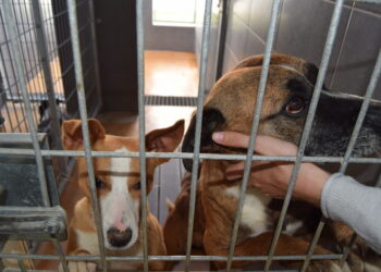 Canil de Alcobaça diminui adopções de animais