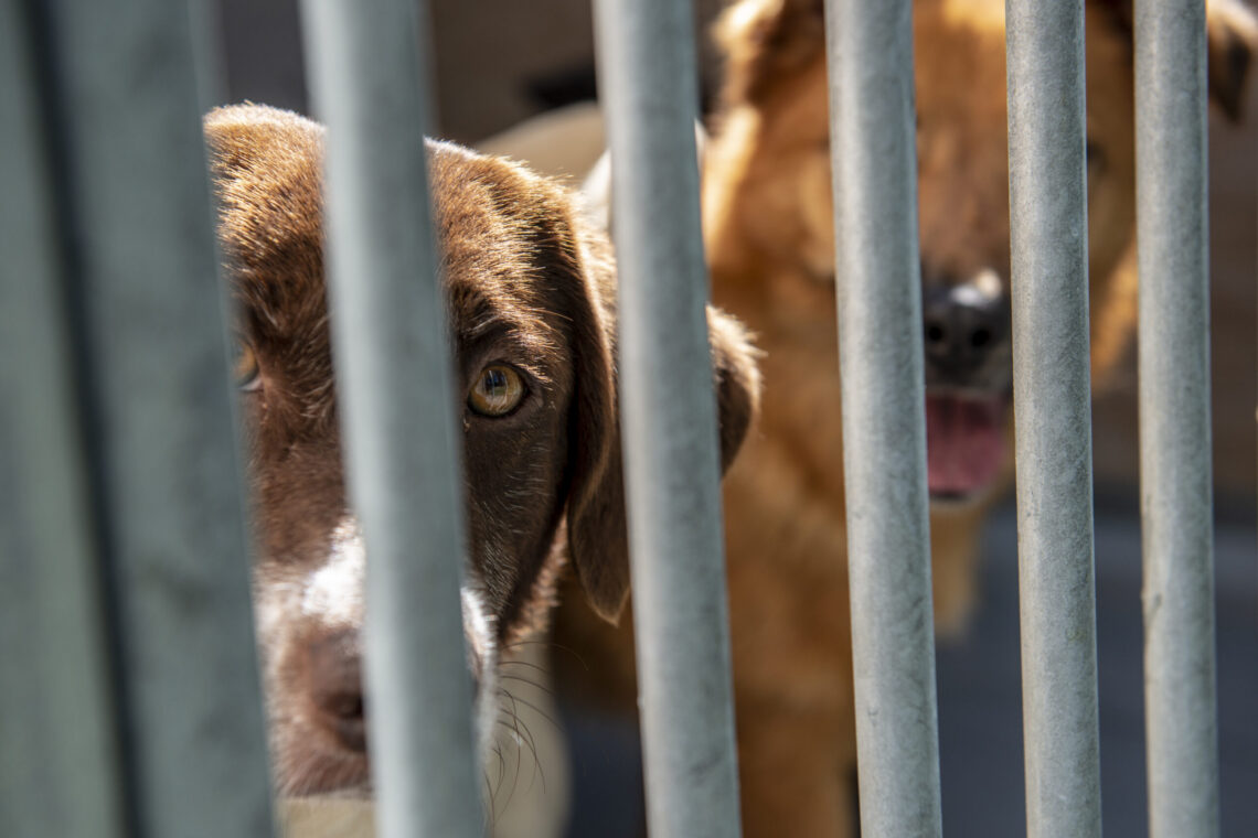 Número de animais adoptados e recolhidos nas ruas diminuem em 2024