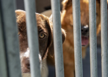 Número de animais adoptados e recolhidos nas ruas diminuem em 2024