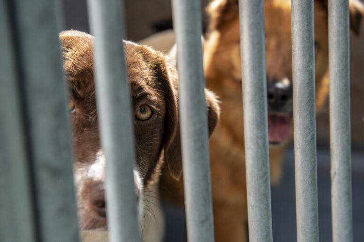 Número de animais adoptados e recolhidos nas ruas diminuem em 2024