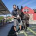 Cantinho dos Burros junta perto de uma centena de animais numa quinta em Leiria