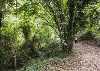 Quinta que pertenceu a reis tem estação de biodiversidade e vai ser santuário de aves