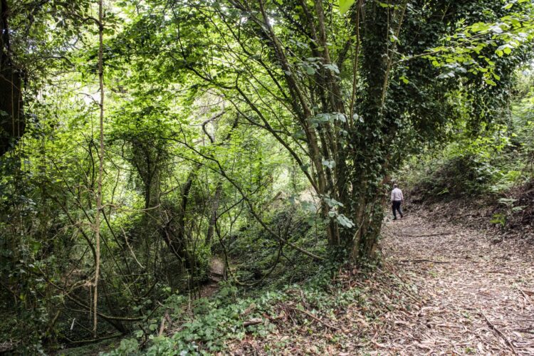 Quinta que pertenceu a reis tem estação de biodiversidade e vai ser santuário de aves