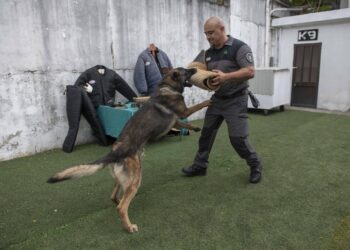 Farejam crimes à distância e resolvem casos a galope