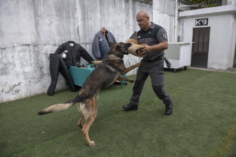 Farejam crimes à distância e resolvem casos a galope