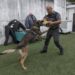Farejam crimes à distância e resolvem casos a galope