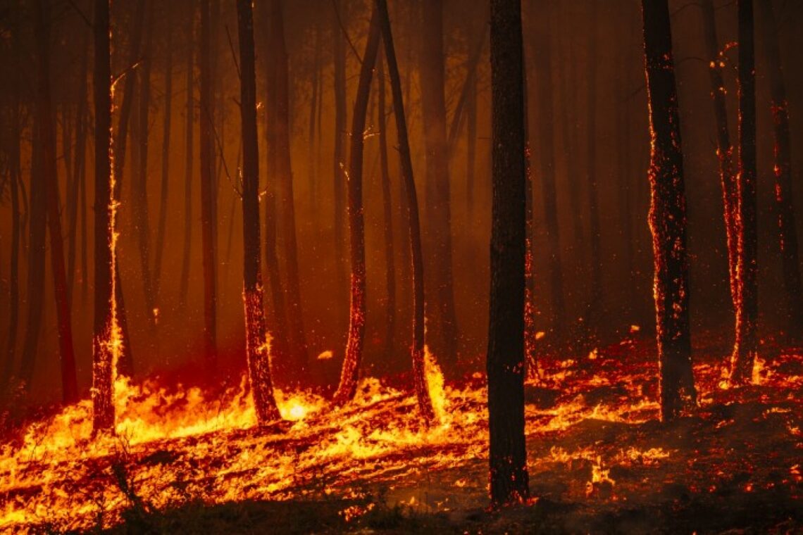 Fogo obriga a evacuar cinco aldeias de Pedrógão Grande