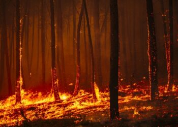 Fogo obriga a evacuar cinco aldeias de Pedrógão Grande