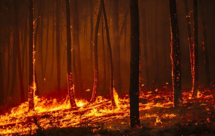 Fogo obriga a evacuar cinco aldeias de Pedrógão Grande