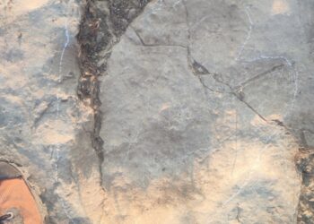 Estudo em Ansião revela rastos de dinossauro com 170 milhões de anos
