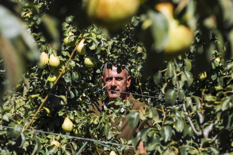 Frutos menores, mas mais doces impulsionam colheita de pêra rocha para 115 mil toneladas