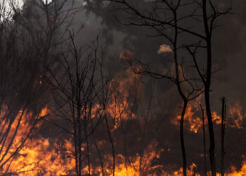 Incêndios: Câmara de Pedrógão Grande exige mais vigilância e investigação