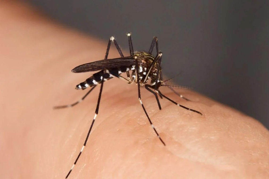 Aumento do número de colónias de mosquitos transmissores do Dengue em Pombal