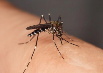 Aumento do número de colónias de mosquitos transmissores do Dengue em Pombal