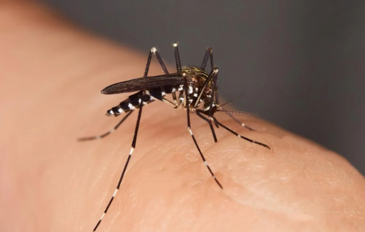 Aumento do número de colónias de mosquitos transmissores do Dengue em Pombal