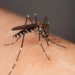 Aumento do número de colónias de mosquitos transmissores do Dengue em Pombal