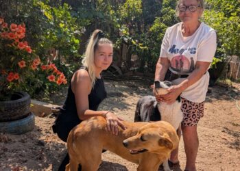 “Santuário da Fátima” nas Meirinhas acolhe animais doentes e abandonados