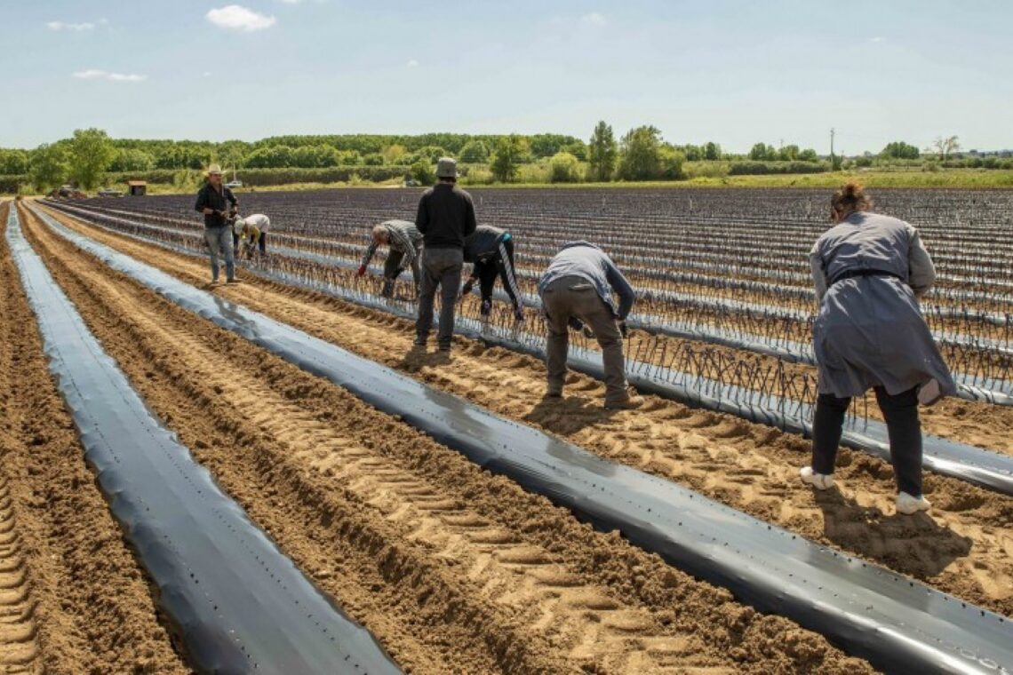 Culturas agrícolas do Vale do Lis em risco devido a derrames de efluentes não tratados