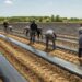 Culturas agrícolas do Vale do Lis em risco devido a derrames de efluentes não tratados