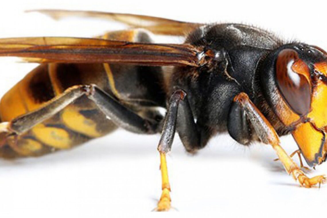 Leiria já exterminou 481 ninhos de vespa asiática