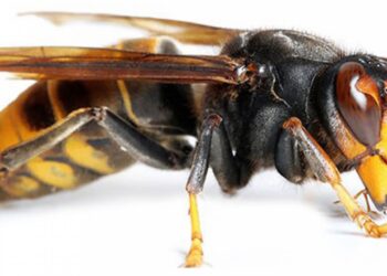 Leiria já exterminou 481 ninhos de vespa asiática