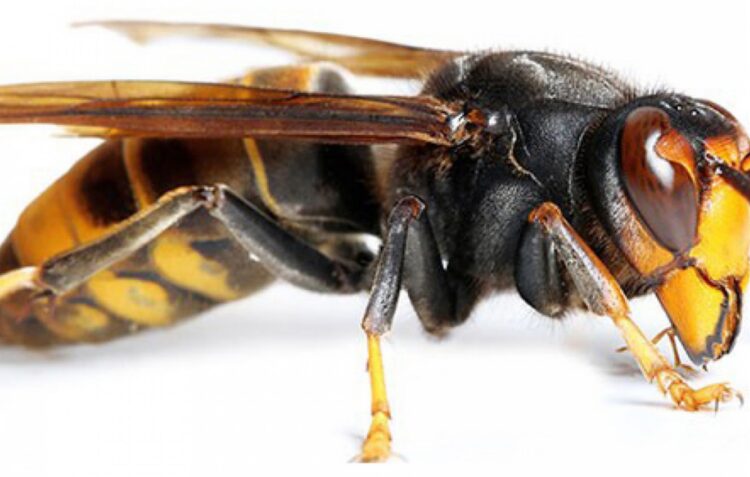 Leiria já exterminou 481 ninhos de vespa asiática