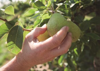 Exportações de frutas, legumes e flores ultrapassam 1,2 mil milhões de euros