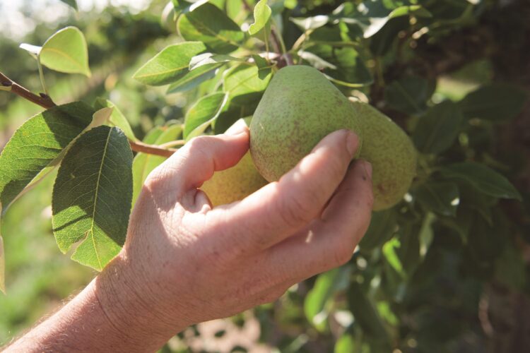 Exportações de frutas, legumes e flores ultrapassam 1,2 mil milhões de euros