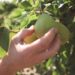 Exportações de frutas, legumes e flores ultrapassam 1,2 mil milhões de euros