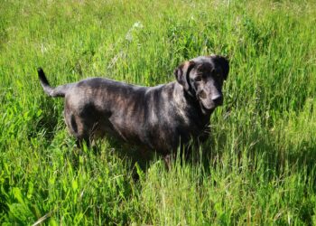 Marinha Grande lança campanha de adopção de animais
