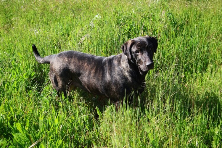 Marinha Grande lança campanha de adopção de animais