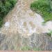 Comissão denuncia nova descarga na ribeira dos Milagres em madrugada de chuva
