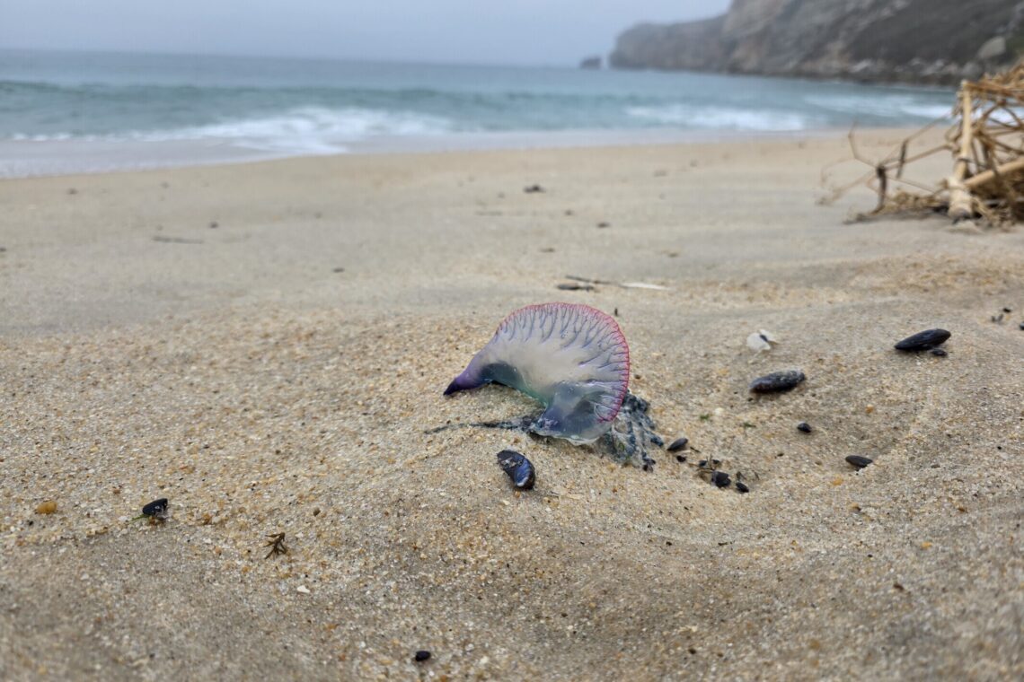 Nazaré alerta para presença de caravelas-portuguesas nas praias do concelho