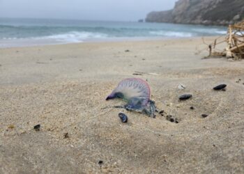 Nazaré alerta para presença de caravelas-portuguesas nas praias do concelho