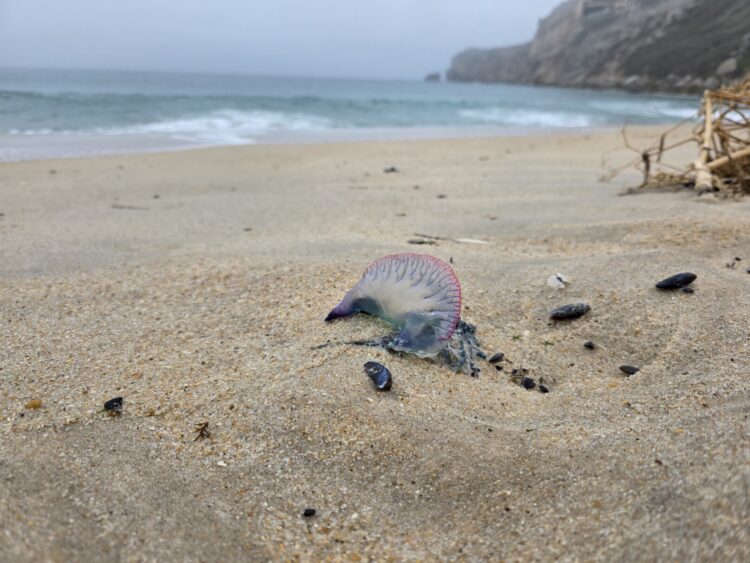 Nazaré alerta para presença de caravelas-portuguesas nas praias do concelho