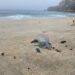 Nazaré alerta para presença de caravelas-portuguesas nas praias do concelho
