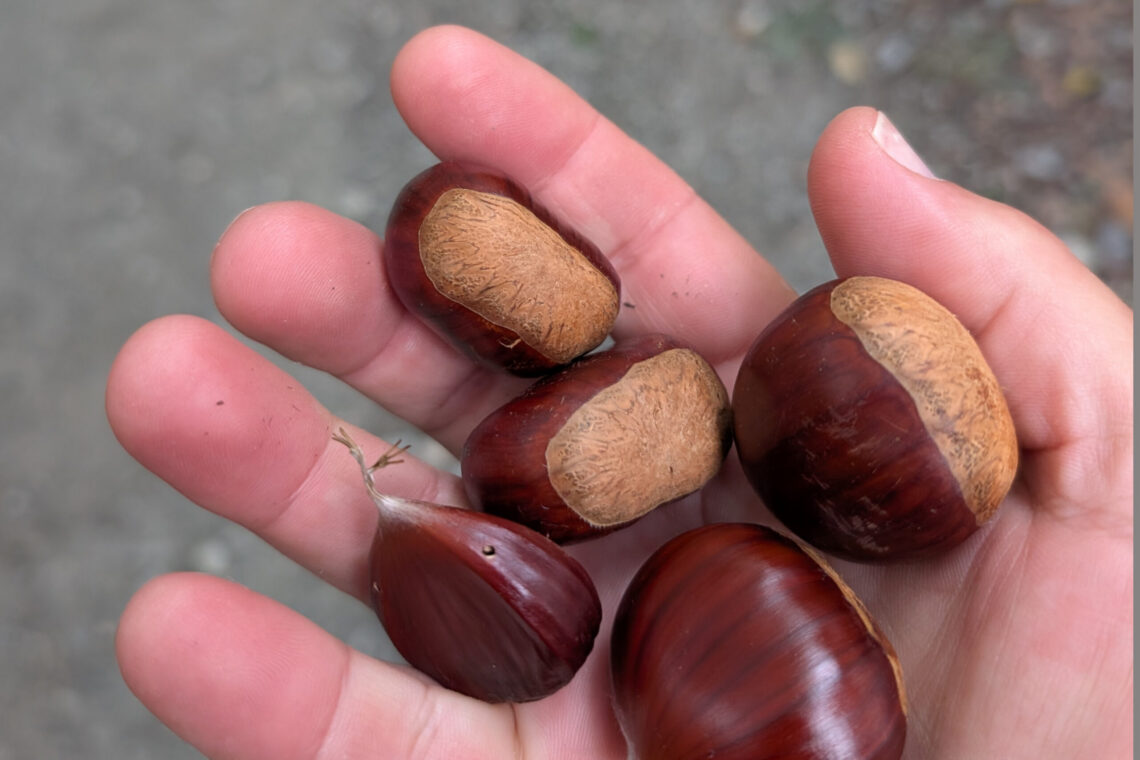 Três toneladas de castanhas animam o Bodo em Vermoil