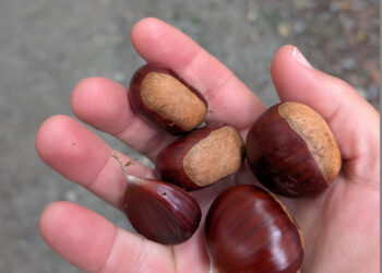 Três toneladas de castanhas animam o Bodo em Vermoil