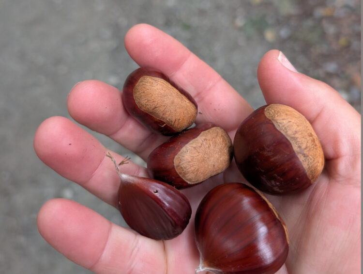 Três toneladas de castanhas animam o Bodo em Vermoil