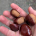 Três toneladas de castanhas animam o Bodo em Vermoil