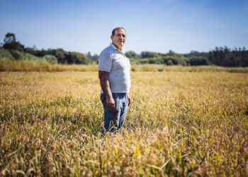 Equilíbrio frágil nas colheitas com produção em queda e qualidade em alta