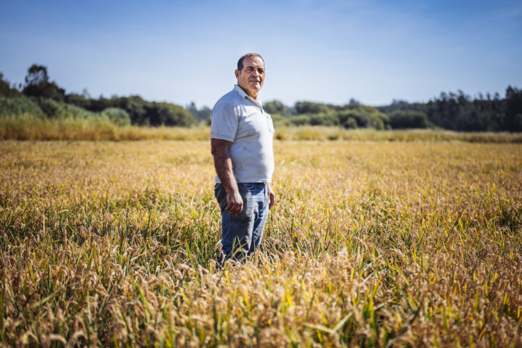 Equilíbrio frágil nas colheitas com produção em queda e qualidade em alta