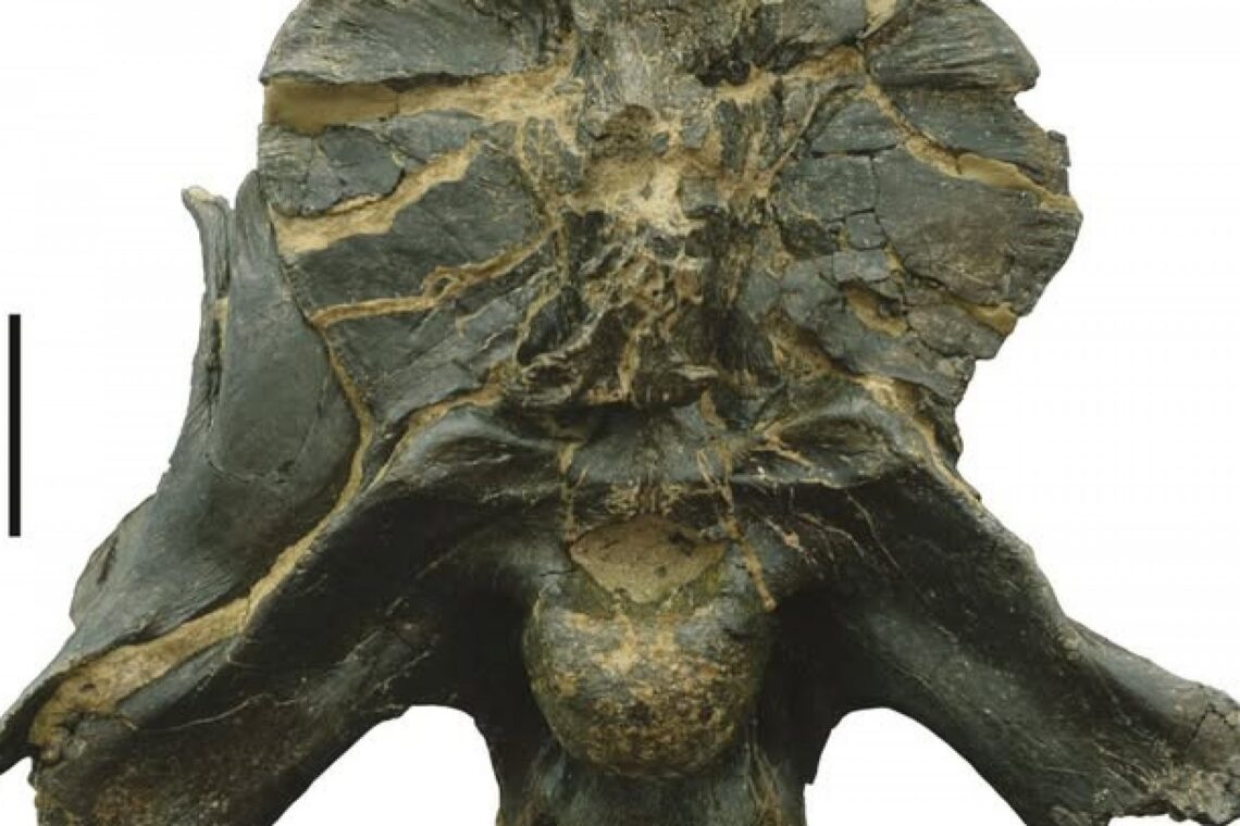 Dinossauro descoberto em Pombal é “objecto do mês” do Museu Nacional de História Natural e da Ciência
